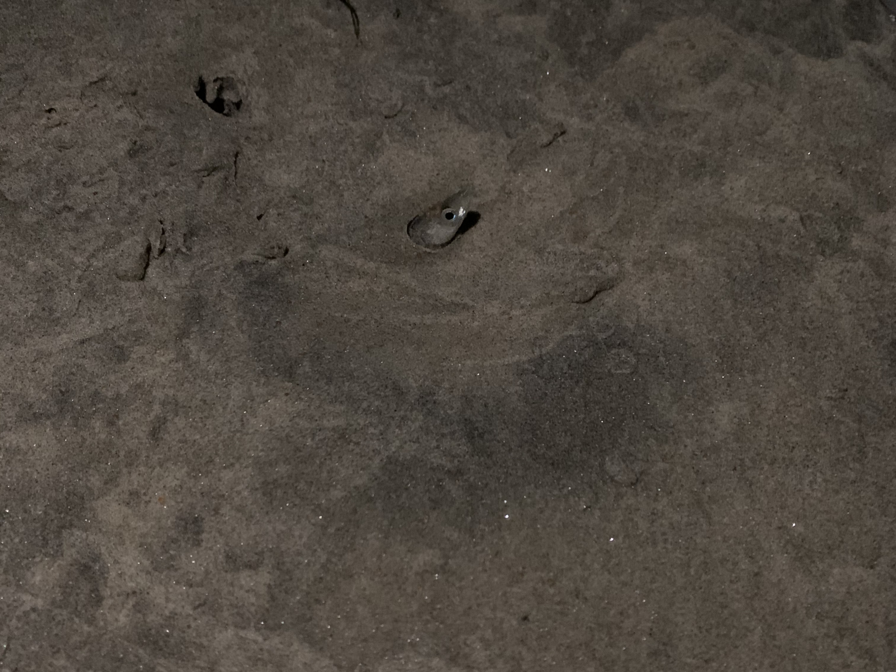 An individual grunion makes a burrow to lay eggs in the soft sand.